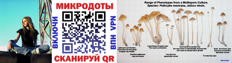 Псилоцибиновые грибы Psilocybe  Алушта 